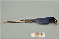 藏品(臺灣藍鵲)的圖片